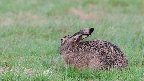 Brown hare sitting in the meadow and clean her fur, spring Stock Footage 93307480