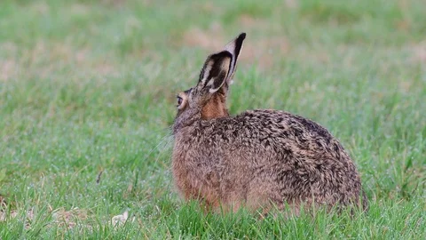 Brown hare sitting in the meadow and clean her fur, spring Stock Footage 97869489