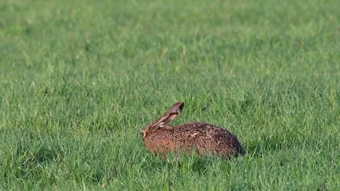 Brown hare sitting in the meadow and search feed, spring Stock Footage 116237370