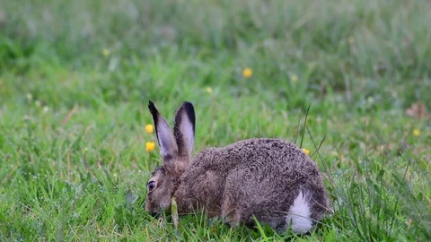 Brown hare sitting in the meadow and search feed, spring Stock Footage 116535155