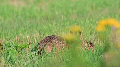 Brown hare sitting in the meadow and search feed, summer Stock Footage 116598104