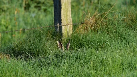 Brown hare sitting in the meadow, may Stock Footage 88352230