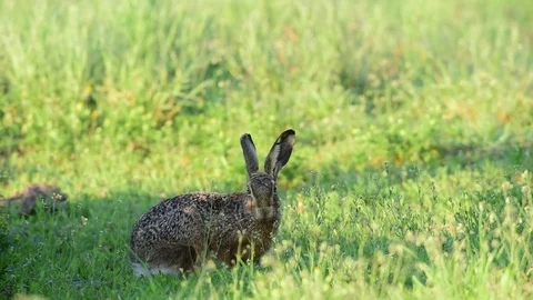 Brown hare sitting in the meadow, spring Stock Footage 79611873