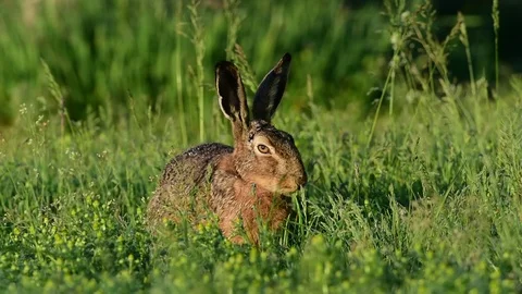 Brown hare sitting in the meadow, spring Stock Footage 80822634