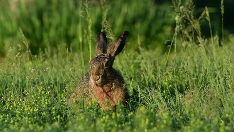 Brown hare sitting in the meadow, spring Stock Footage 80823786