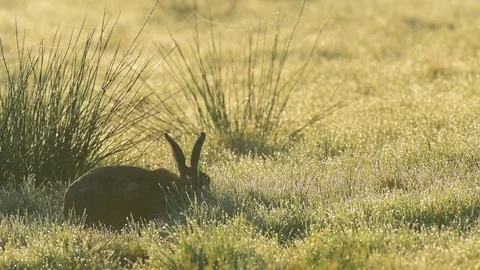 Brown hare sitting in the meadow, spring Stock Footage 81430044