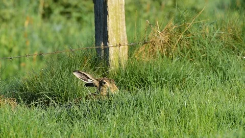 Brown hare sitting in the meadow, spring Stock Footage 86680736