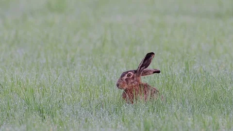 Brown hare sitting in the meadow, spring Stock Footage 93299940