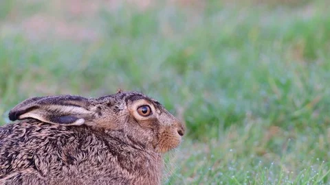Brown hare sitting in the meadow, spring Stock Footage 93307076