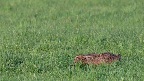 Brown hare sitting in the meadow, spring Stock Footage 116236522