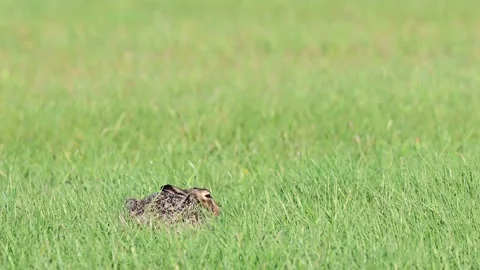 Brown hare sitting in the meadow, spring Stock Footage 150498258