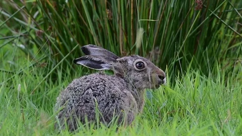 Brown hare sitting in the meadow, summer Video stock 78229100