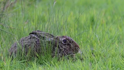 Brown hare sitting in the meadow, summer Stock Footage 78229983