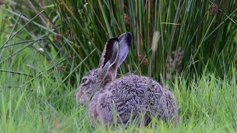 Brown hare sitting in the meadow, summer Stock Footage 79610466