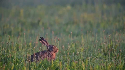 Brown hare sitting in the meadow, summer Stock Footage 84161099