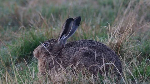 Brown hare sitting in the meadow, summer Stock Footage 99137800