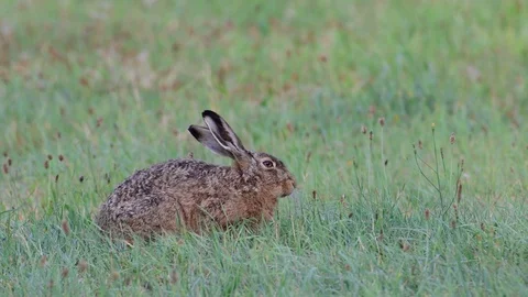 Brown hare sitting in the meadow, summer Stock Footage 99138886