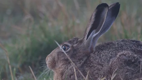 Brown hare sitting in the meadow, summer Stock Footage 99170124