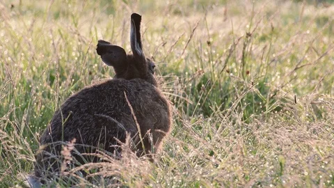 Brown hare sitting in the meadow, summer Stock Footage 116541604