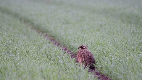 Brown hare sitting in the wet corn field, spring Stock Footage 145460588