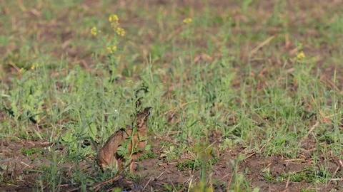 Brown hare standing in the field and search feed, spring Stock Footage 97978430