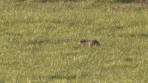 BROWN HARE IN SUNNY GRASS FILD CLEANING BEFORE SETTLING DOWN Stock Footage 127841879