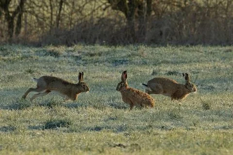 Brown hare three animals standing next to each other in a meadow, jumping and Stock Photos