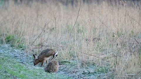 Brown hares run in the field in the mating season Stock Footage 217972181