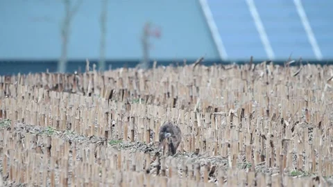 Brown hares sitting in a field in mating season Stock Footage 217371996