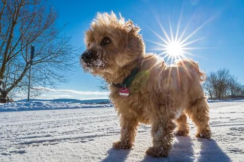 Brown Havanese Foto stock