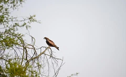 Brown Hawk or Eagle Perched on Bare Tree Branch Stock Photos