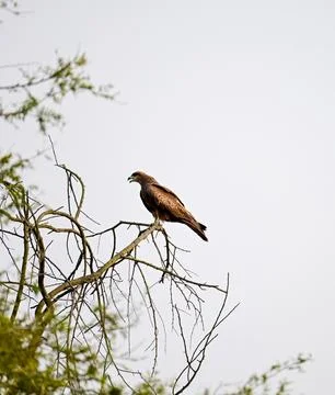 Brown Hawk or Eagle Perched on Bare Tree Branch Stock Photos