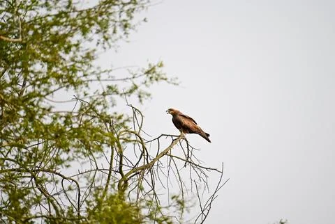 Brown Hawk or Eagle Perched on Bare Tree Branch Stock Photos