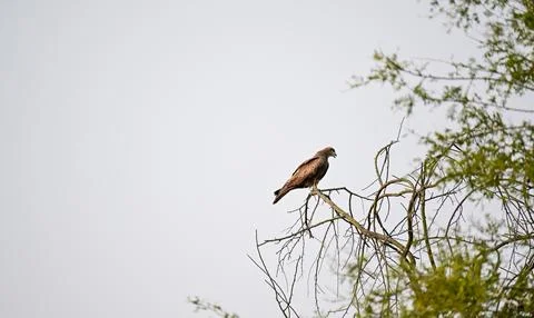Brown Hawk or Eagle Perched on Bare Tree Branch Stock Photos