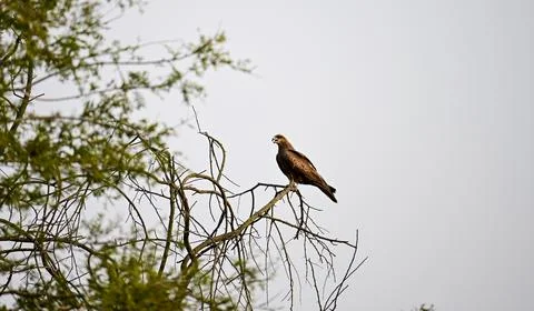 Brown Hawk or Eagle Perched on Bare Tree Branch Stock Photos