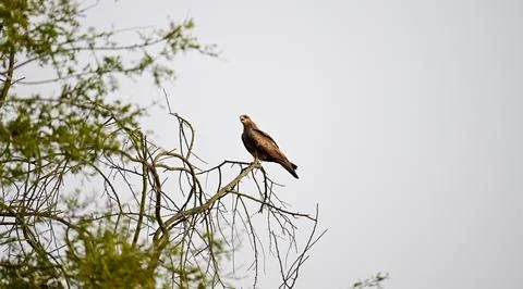 Brown Hawk or Eagle Perched on Bare Tree Branch Stock Photos