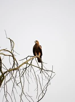 Brown Hawk or Eagle Perched on Bare Tree Branch Stock Photos