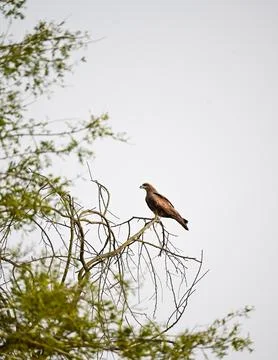 Brown Hawk or Eagle Perched on Bare Tree Branch Stock Photos