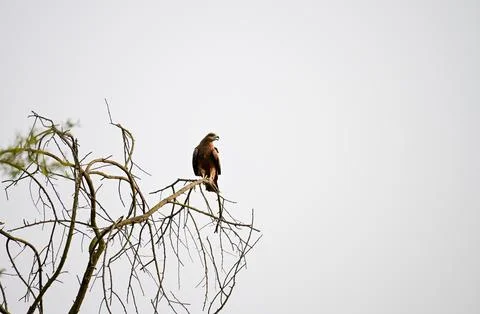 Brown Hawk or Eagle Perched on Bare Tree Branch Stock Photos