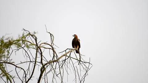 Brown Hawk or Eagle Perched on Bare Tree Branch Stock Photos