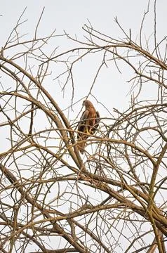 Brown Hawk or Eagle Perched on Bare Tree Branch Stock Photos