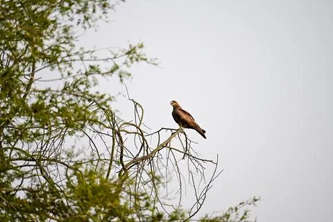 Brown Hawk or Eagle Perched on Bare Tree Branch Stock Photos