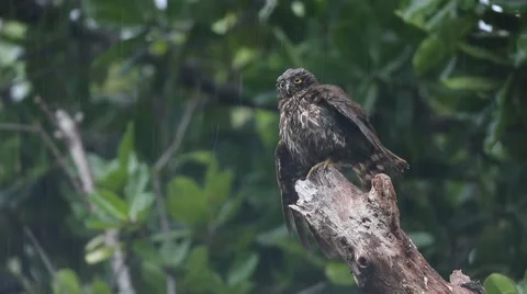 Brown Hawk-Owl Stock Footage 58954410