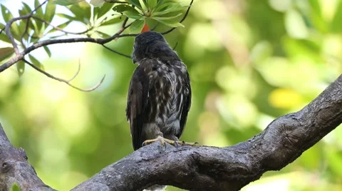 Brown Hawk-Owl Stock Footage 58954486