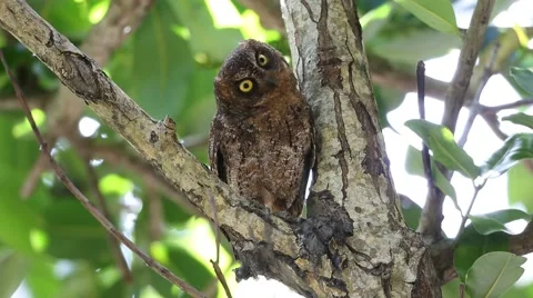 Brown Hawk-Owl Stock Footage 58954524