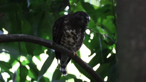 Brown Hawk Owl Stock-Footage 322169489