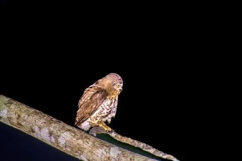Brown hawk Owl in the forest Fotos Stock