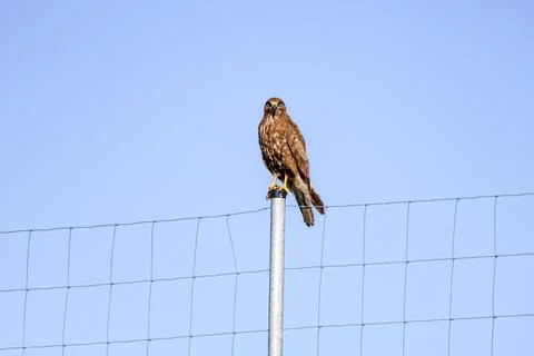 Brown hawk perched on a fence post against a clear blue sky Stock Photos