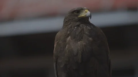 Brown Hawk Perched On Guard Rail Video stock 118096341