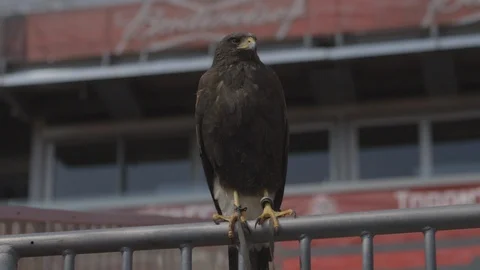 Brown Hawk Perched On Guard Rail Stock-Footage 118096389